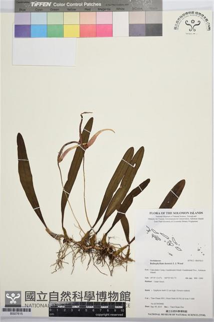 登錄號:BS07615藏品圖，第1張