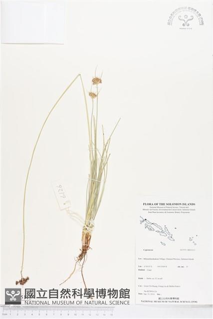 登錄號:BS05115藏品圖，第1張