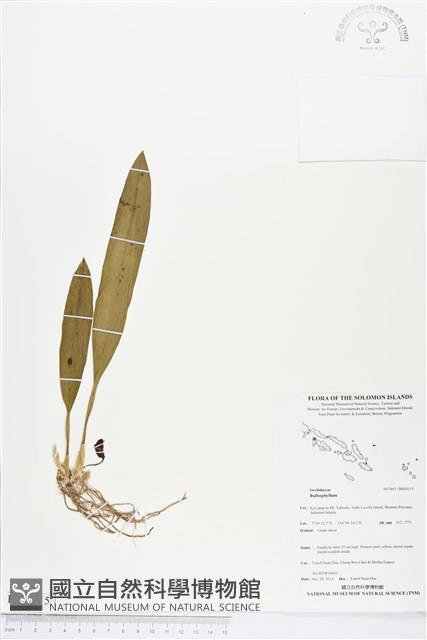 登錄號:BS04115藏品圖，第1張