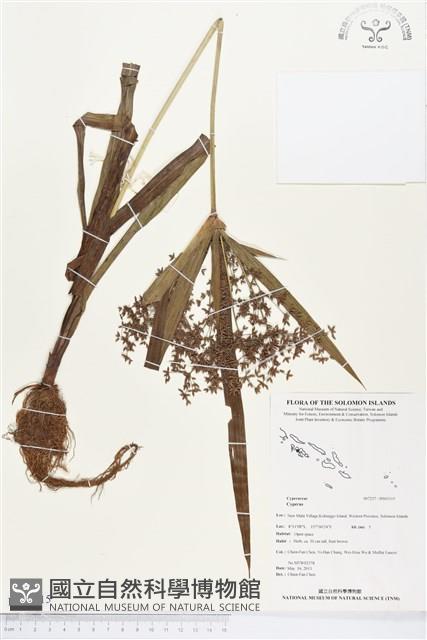 登錄號:BS03115藏品圖，第1張