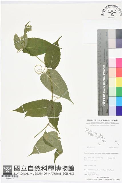 登錄號:BS06415藏品圖，第1張