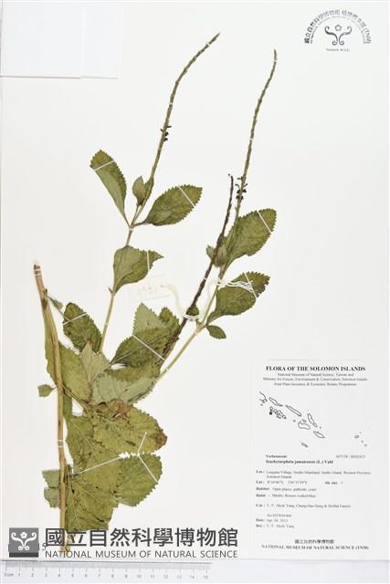 牙買加長穗木藏品圖，第1張