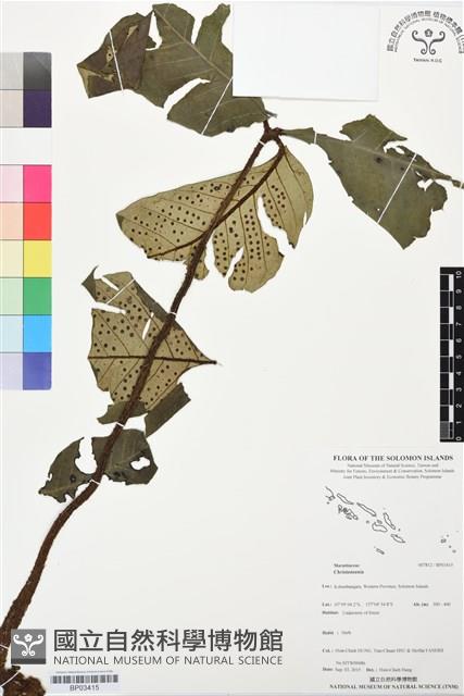 登錄號:BP03415藏品圖，第1張