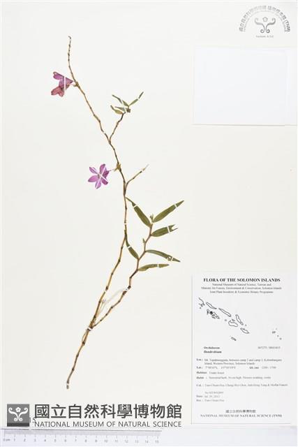 登錄號:BS03415藏品圖，第1張