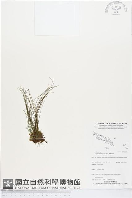 登錄號:BP02215藏品圖，第1張