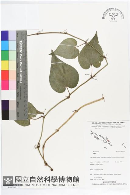 登錄號:BS07215藏品圖，第1張