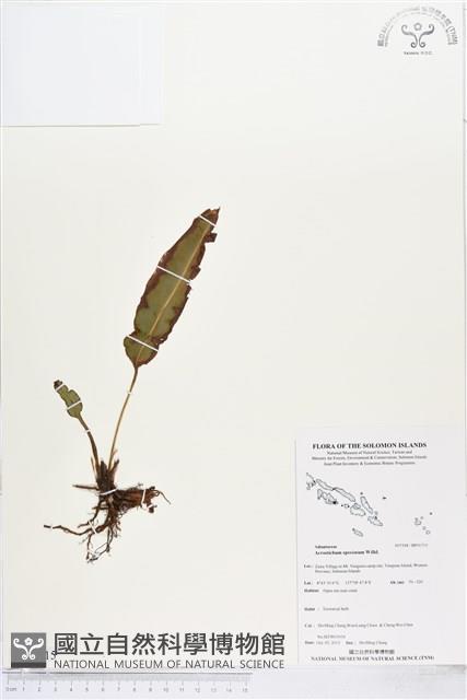 登錄號:BP01715藏品圖，第1張