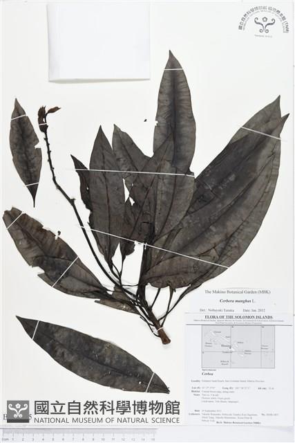 海檬果藏品圖，第1張