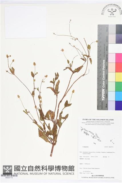 登錄號:BS05715藏品圖，第1張