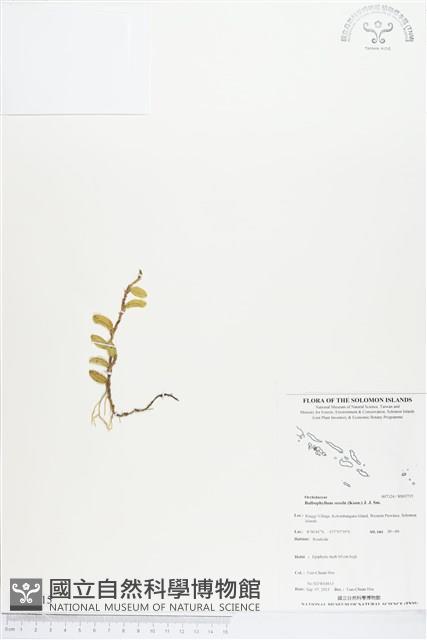 登錄號:BS03715藏品圖，第1張