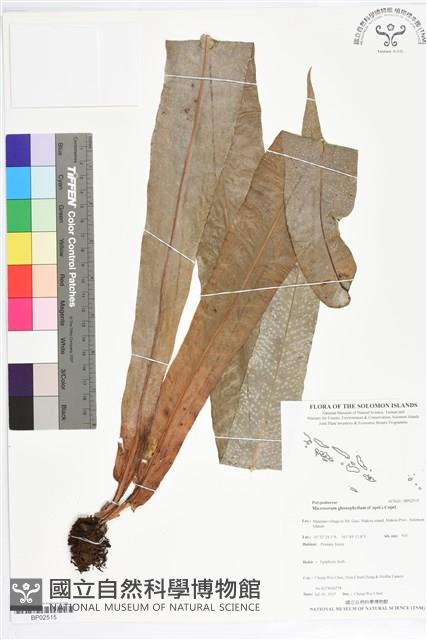 登錄號:BP02515藏品圖，第1張