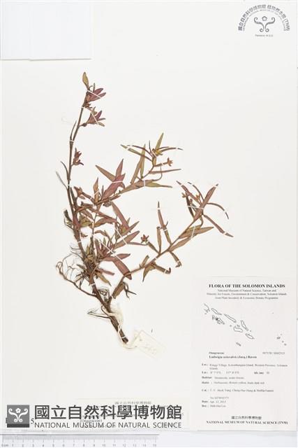 水丁香藏品圖，第1張