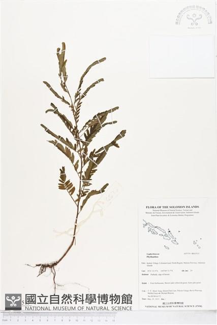 登錄號:BS05515藏品圖，第1張