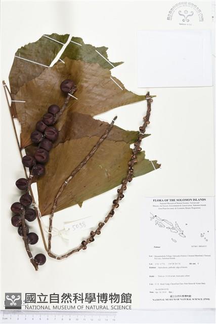 登錄號:BS04515藏品圖，第1張