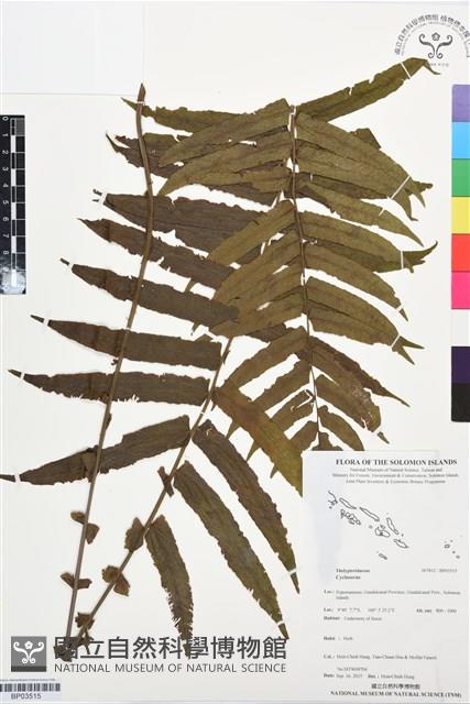 Accession Number:BP03515 Collection Image