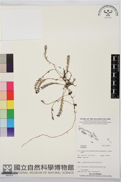 登錄號:BS07515藏品圖，第1張