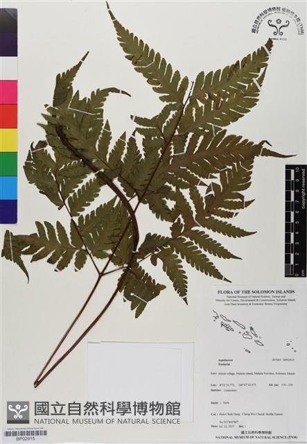 登錄號:BP02915藏品圖，第1張