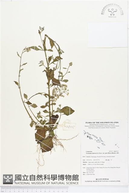 小花斑鳩菊藏品圖，第1張