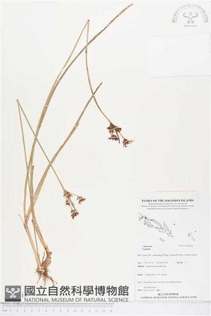 登錄號:BS04915藏品圖，第1張