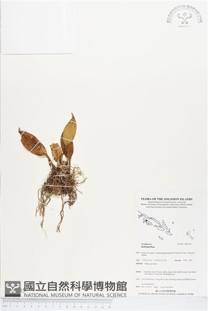 登錄號:BS03915藏品圖，第1張