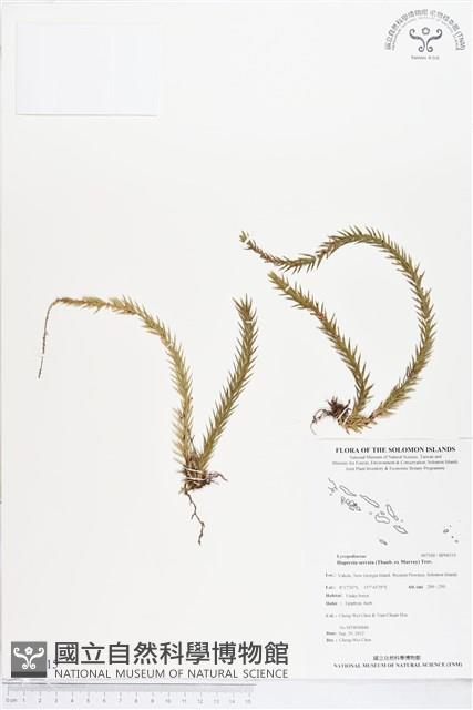 蛇足石杉、千層塔藏品圖，第1張