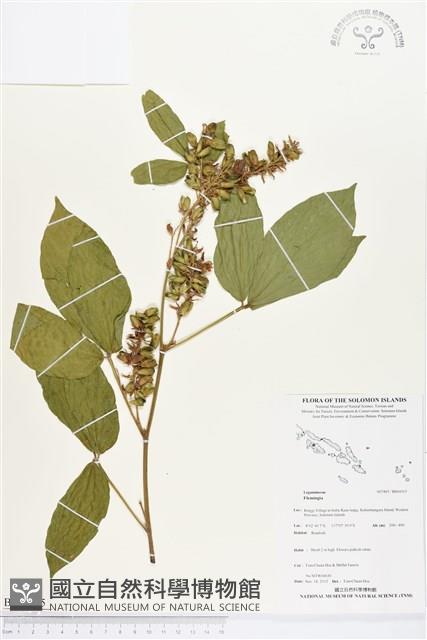 登錄號:BS04315藏品圖，第1張