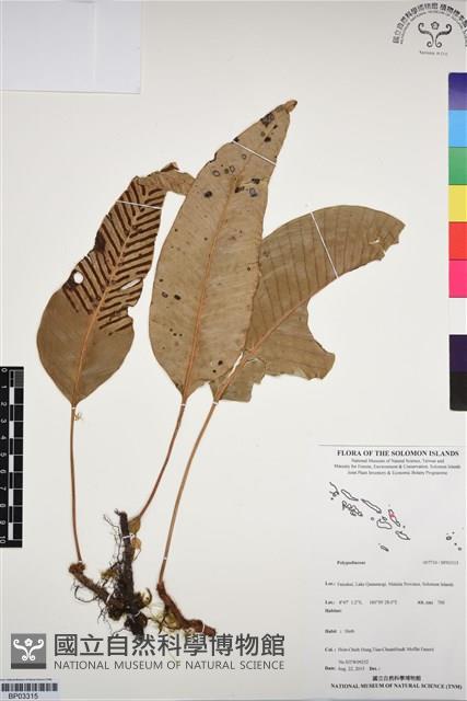 登錄號:BP03315藏品圖，第1張