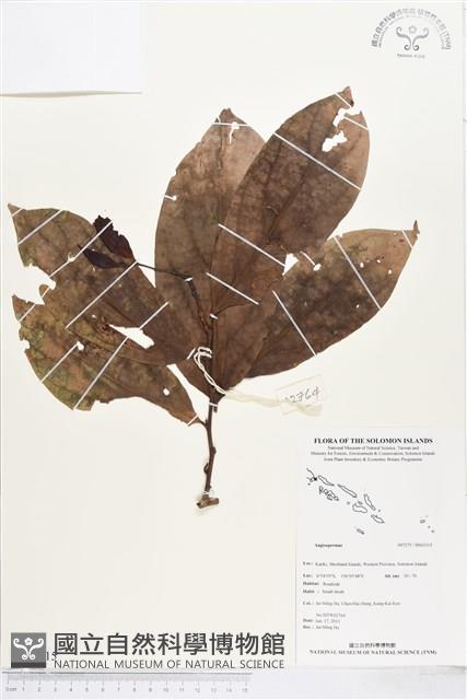 登錄號:BS03315藏品圖，第1張