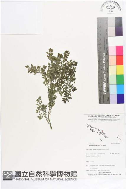 小葉冷水麻藏品圖，第1張