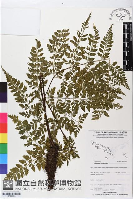 登錄號:BP02805藏品圖，第1張