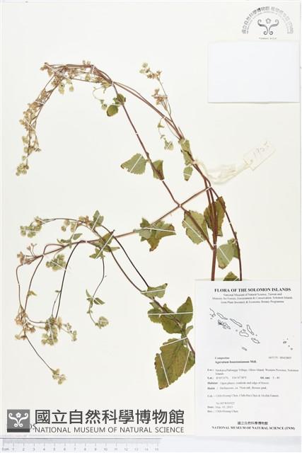 紫花霍香薊藏品圖，第1張