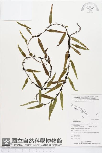 登錄號:BP00805藏品圖，第1張