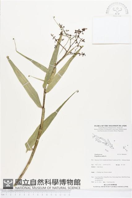 印度鞭藤、蘆竹藤、角仔藤藏品圖，第1張