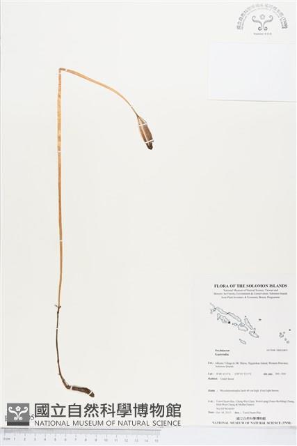 登錄號:BS03805藏品圖，第1張