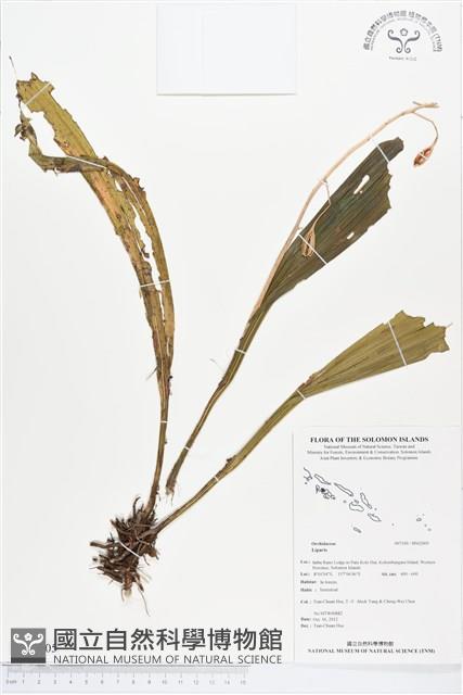 登錄號:BS02005藏品圖，第1張