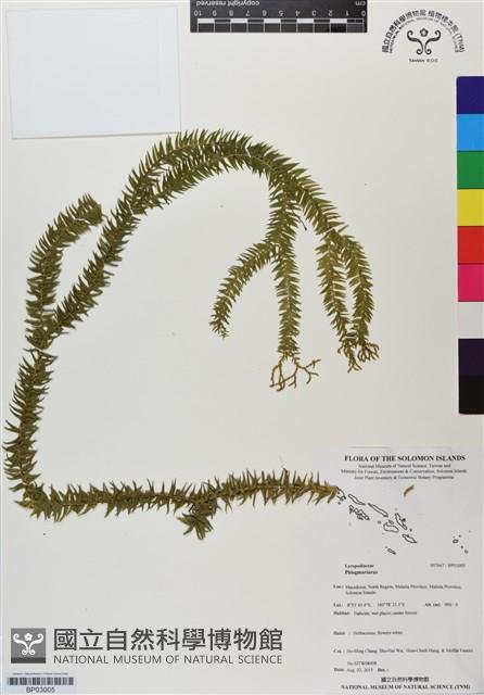 登錄號:BP03005藏品圖，第1張