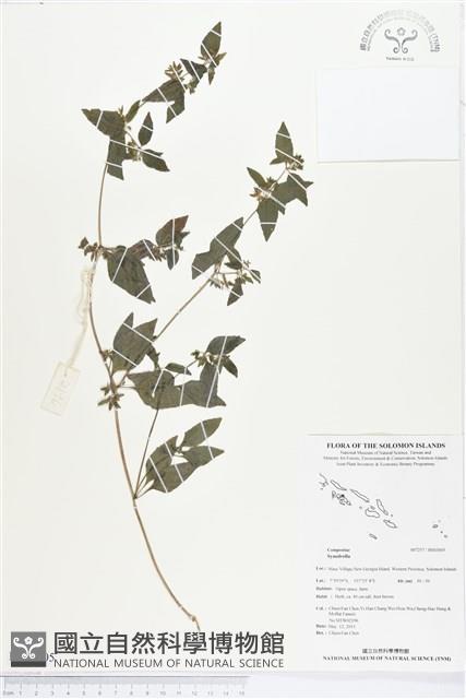 登錄號:BS03005藏品圖，第1張