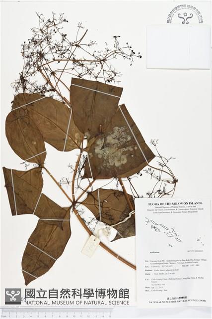 登錄號:BS02605藏品圖，第1張