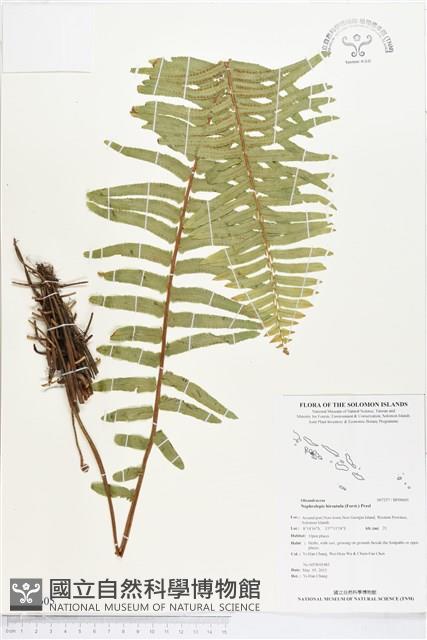 毛葉腎蕨藏品圖，第1張