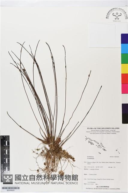登錄號:BS05605藏品圖，第1張