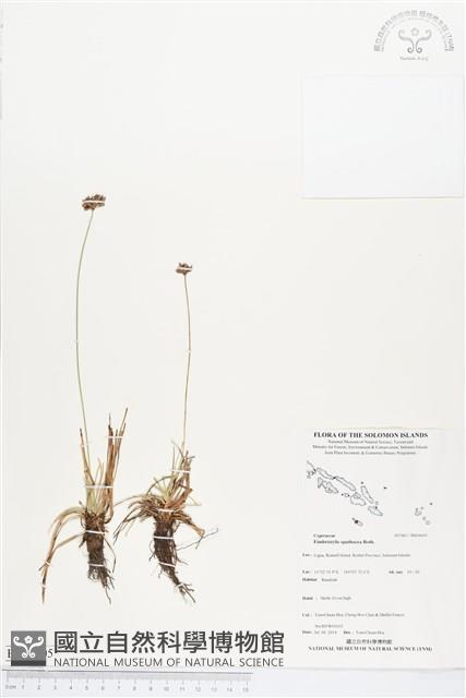 佛焰苞飄拂草藏品圖，第1張