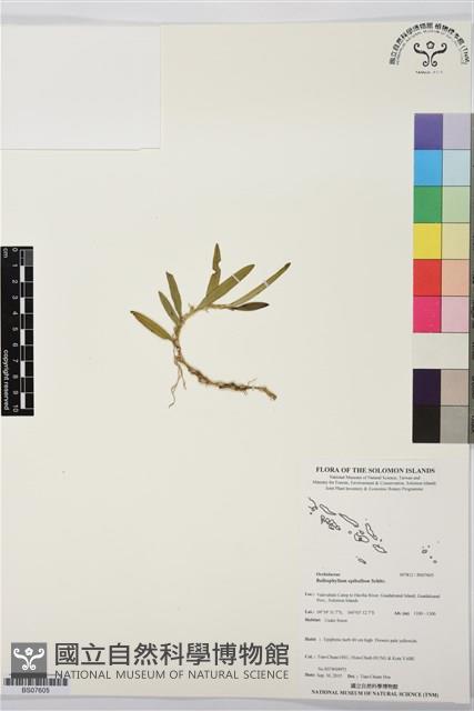 登錄號:BS07605藏品圖，第1張