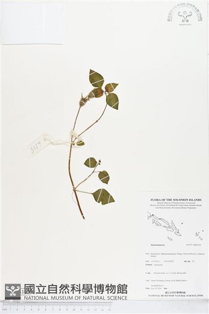 登錄號:BS05105藏品圖，第1張