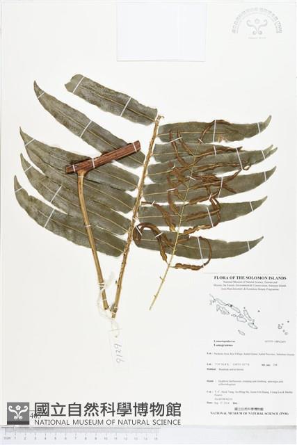 登錄號:BP02405藏品圖，第1張