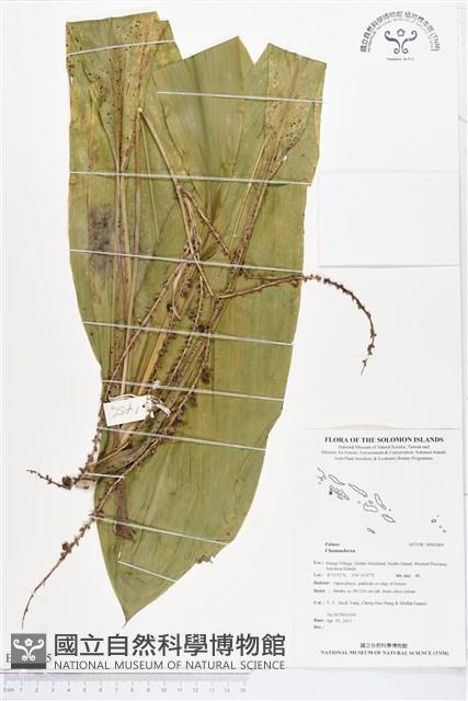 登錄號:BS02405藏品圖，第1張