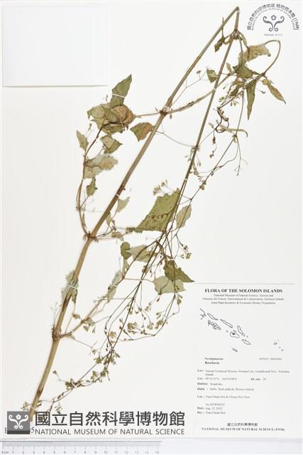 登錄號:BS01405藏品圖，第1張