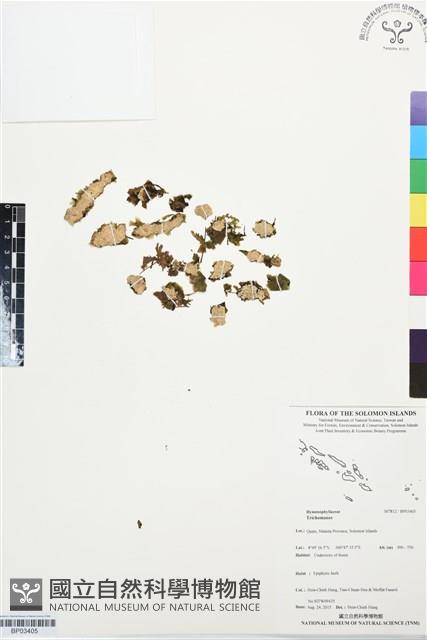 登錄號:BP03405藏品圖，第1張