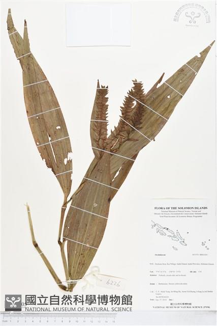 登錄號:BS05205藏品圖，第1張