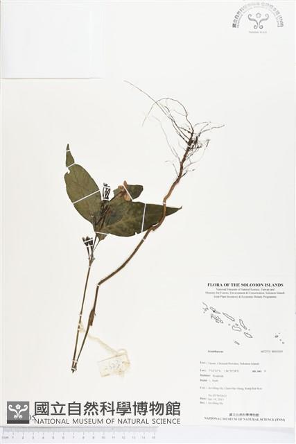 登錄號:BS03205藏品圖，第1張