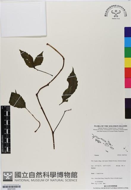 登錄號:BS07205藏品圖，第1張